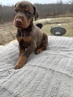 on hold, a female Doberman Pinscher for sale in Stockton, MO – Photo 1 of 9