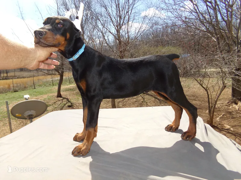 Champion Euro.AKC XXLG.[sold]