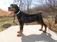 Champion Euro.AKC XXLG.[sold], a male Doberman Pinscher for sale in Stockton, MO – Photo 1 of 8