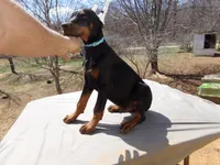 Champion Euro.AKC XXLG.[sold], a male Doberman Pinscher for sale in Stockton, MO – Photo 2 of 8