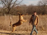 AKC Amazing malinios, a male Belgian Malinois for sale in Stockton, MO – Photo 5 of 6