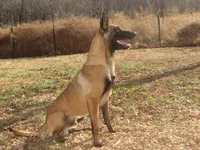 AKC Amazing malinios, a male Belgian Malinois for sale in Stockton, MO – Photo 3 of 6