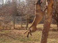 AKC Amazing malinios, a male Belgian Malinois for sale in Stockton, MO – Photo 6 of 6