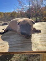 AKC Amazing malinios, a male Belgian Malinois for sale in Stockton, MO – Photo 2 of 6