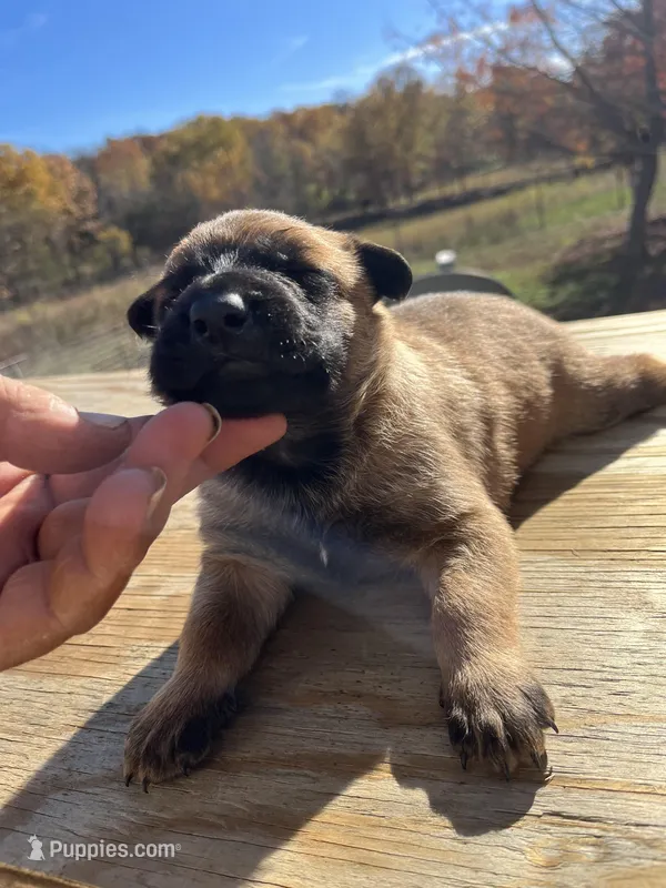 AKC Amazing malinios