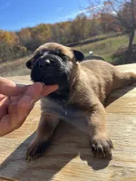 AKC Amazing malinios, a male Belgian Malinois for sale in Stockton, MO – Photo 1 of 6