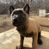 Malinois Missy last1, a female Belgian Malinois for sale in Stockton, MO – Photo 5 of 10