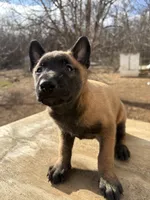 processed/611a310a-8e26-47a4-9128-96176d92a7cd/listing/6c487c5e-0cba-4a8f-b469-321a0ce32116/03fe06bc-c1a3-4e18-8f71-b9e26d0b2839