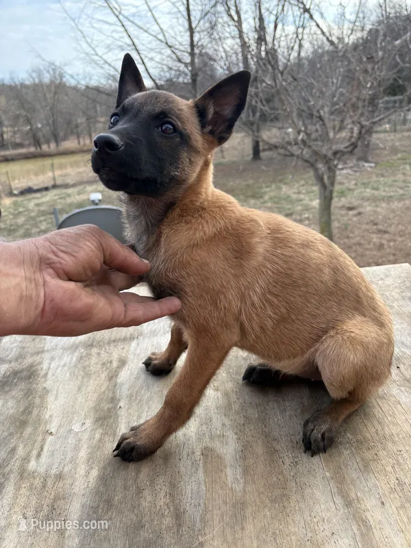 Malinois Missy