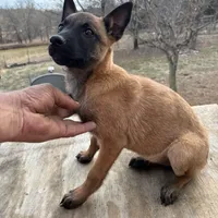 Malinois Missy last1, a female Belgian Malinois for sale in Stockton, MO – Photo 1 of 10