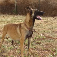 Malinois Missy last1, a female Belgian Malinois for sale in Stockton, MO – Photo 6 of 10
