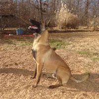 Malinois Missy last1, a female Belgian Malinois for sale in Stockton, MO – Photo 8 of 10