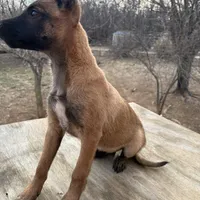 Malinois Missy last1, a female Belgian Malinois for sale in Stockton, MO – Photo 2 of 10
