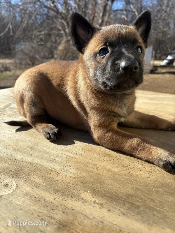Malinois Missy