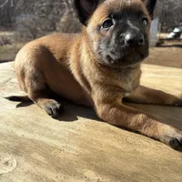 Malinois Missy last1, a female Belgian Malinois for sale in Stockton, MO – Photo 4 of 10