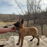 Malinois Missy last1, a female Belgian Malinois for sale in Stockton, MO – Photo 3 of 10