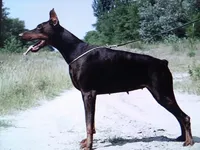 XXl Male Champion line, a male Doberman Pinscher for sale in Stockton, MO – Photo 2 of 5