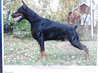 Red Euro fem., a female Doberman Pinscher for sale in Stockton, MO – 6 of 9