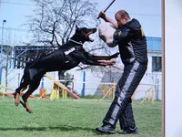 Red Euro fem., a female Doberman Pinscher for sale in Stockton, MO – 9 of 9