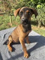 AKC Malinois/Doberman, a female Belgian Malinois for sale in Stockton, MO – 1 of 4