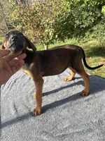 AKC Mali/Doberman, a male Doberman Pinscher for sale in Stockton, MO – 2 of 5