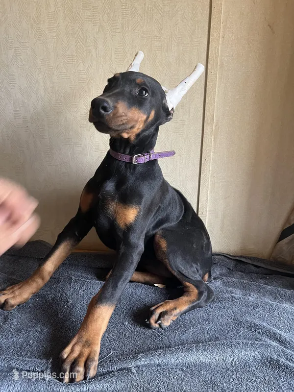 AKC EURO Ch.Bld.Cropped