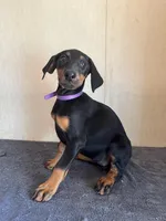 AKC EURO Ch.Bld.Cropped, a female Doberman Pinscher for sale in Stockton, MO – Photo 2 of 10