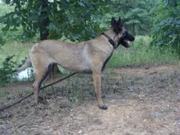 AKC doberman/Malinois, a female Doberman Pinscher for sale in Stockton, MO – 3 of 4