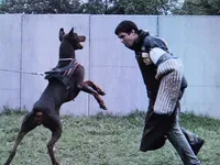 Champ Euro.XXlrg[sold], a male Doberman Pinscher for sale in Stockton, MO – Photo 5 of 9