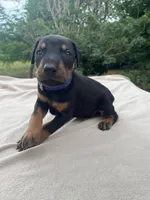 Champ Euro.XXlrg[sold], a male Doberman Pinscher for sale in Stockton, MO – Photo 2 of 9
