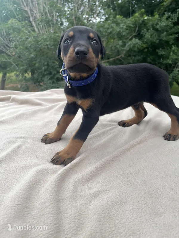 Champ Euro.XXlrg[sold]