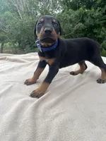 Champ Euro.XXlrg[sold], a male Doberman Pinscher for sale in Stockton, MO – Photo 1 of 9