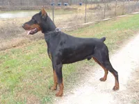Euro Black fem, a female Doberman Pinscher for sale in Stockton, MO – 5 of 9