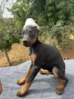 XXL.AKC Euro Working, a male Doberman Pinscher for sale in Stockton, MO – Photo 2 of 10
