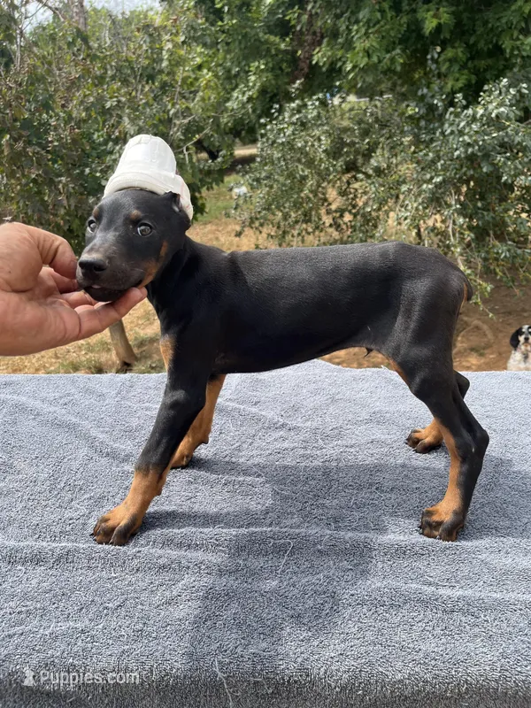 XXL.AKC Euro Working