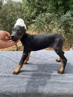 XXL.AKC Euro Working, a male Doberman Pinscher for sale in Stockton, MO – Photo 1 of 10