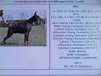 Black Euro fem, a female Doberman Pinscher for sale in Stockton, MO – 10 of 10