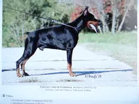 XXl Black Euro Male, a male Doberman Pinscher for sale in Stockton, MO – 6 of 9