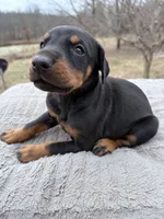 on hold, a female Doberman Pinscher for sale in Stockton, MO – Photo 1 of 9