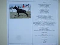 on hold, a female Doberman Pinscher for sale in Stockton, MO – Photo 8 of 9