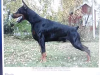 on hold, a female Doberman Pinscher for sale in Stockton, MO – Photo 6 of 9