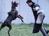 Euro XXlg.AKC male[hold], a male Doberman Pinscher for sale in Stockton, MO – Photo 8 of 9