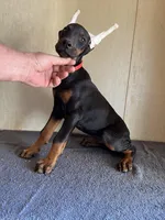 Euro XXlg.AKC male[hold], a male Doberman Pinscher for sale in Stockton, MO – Photo 2 of 9