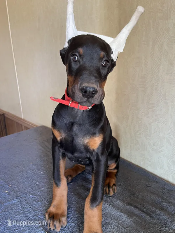 Euro XXlg.AKC male[hold]