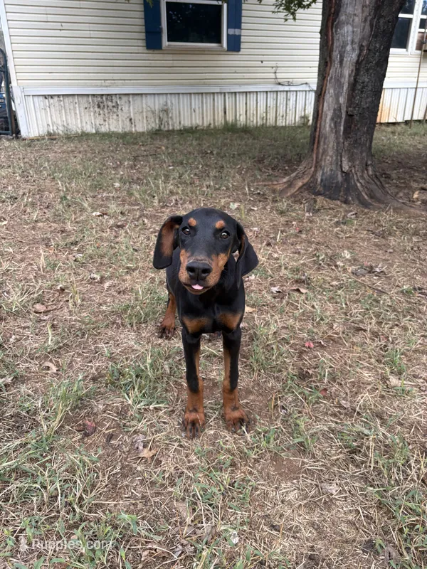 Euro Black fem – Doberman Pinscher puppy for sale in Stockton, MO