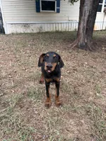 Euro Black fem, a female Doberman Pinscher for sale in Stockton, MO – 1 of 9