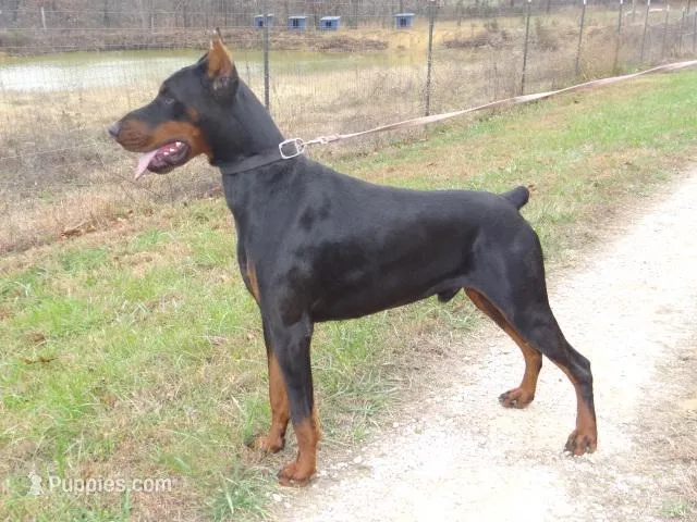 AKC Euro. Ch.XXL male