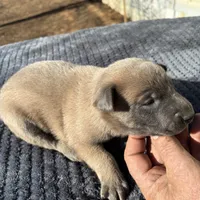 Amazin Malinois, a male Belgian Malinois for sale in Stockton, MO – 2 of 2