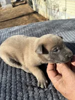 Amazin Malinois, a male Belgian Malinois for sale in Stockton, MO – Photo 2 of 2