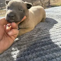 Amazin Malinois, a male Belgian Malinois for sale in Stockton, MO – 1 of 2